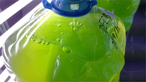 alga biocombustible