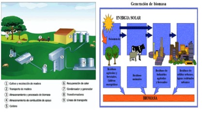 La biomasa