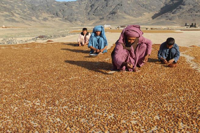 Agricultura Afganistan (